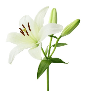 لیلیوم