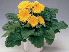 ژربرا