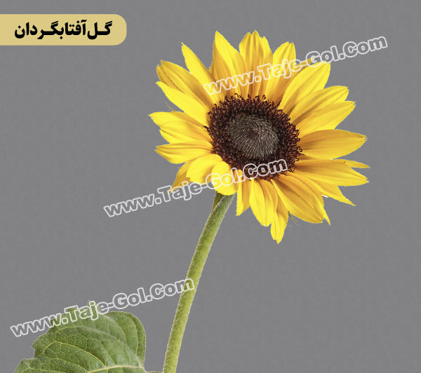 گل آفتابگردان