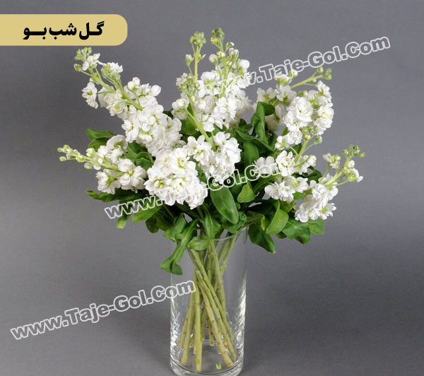 گل شب بو