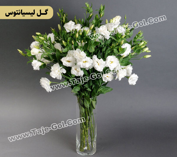 گل لیسیانتوس