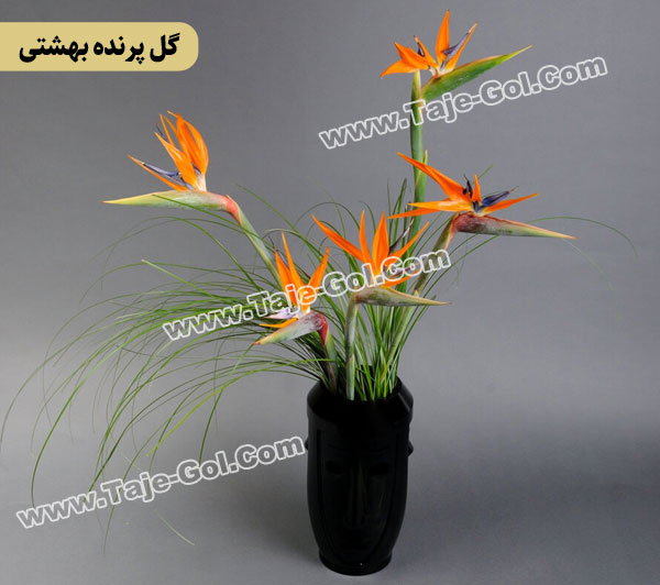 گل پرنده بهشتی