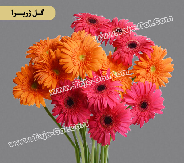 گل ژربرا